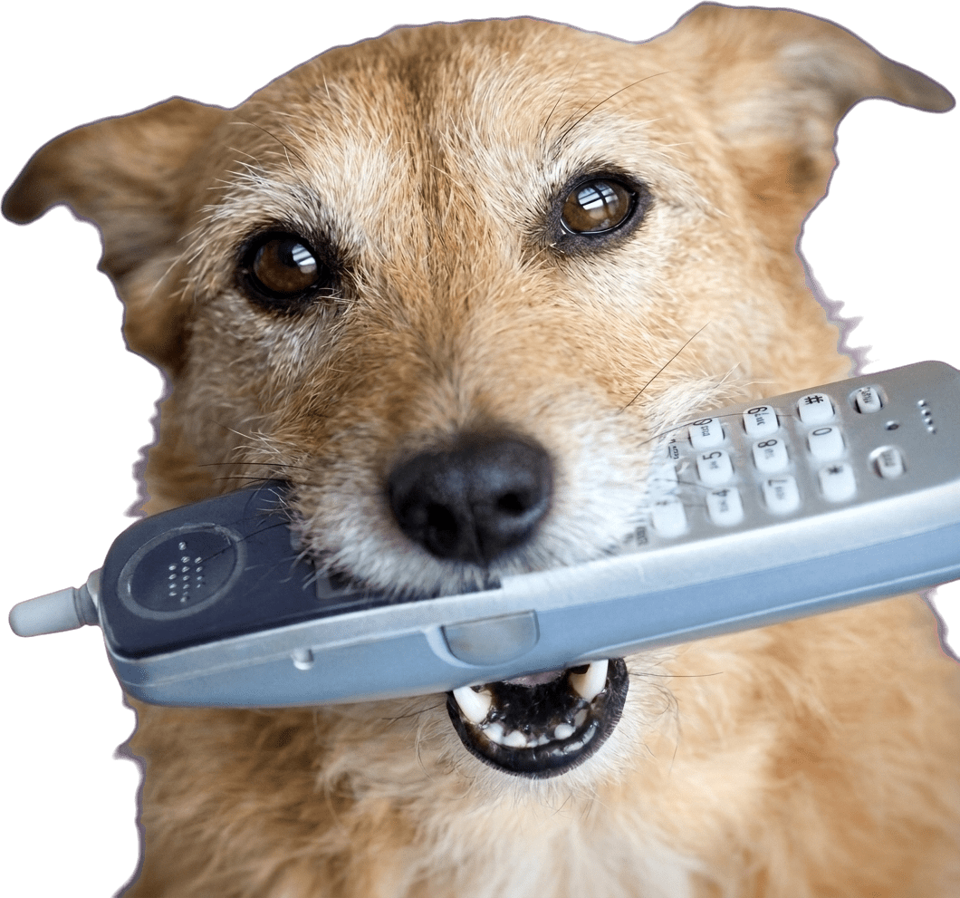 Appleby dog with phone