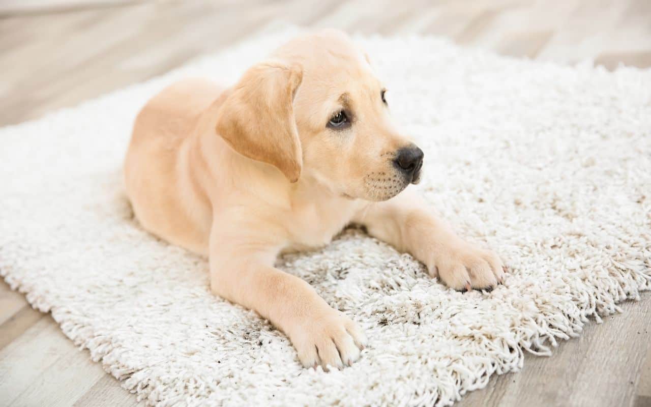 professional-area-rug-cleaning-removes-dangerous-debris-Appleby