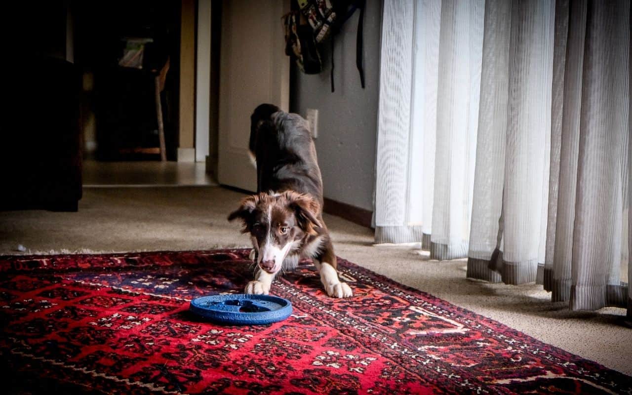 How Dog Owners Can Extend the Life of Their Carpet