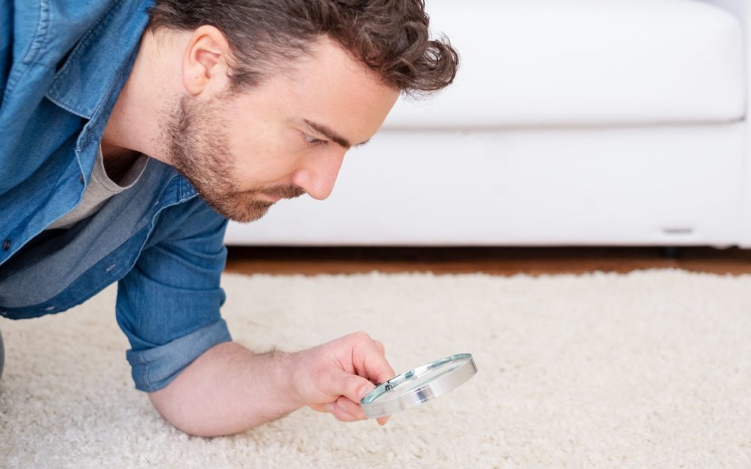 dealing-with-pests-and-bugs-in-carpets-and-rugs-Appleby-Cleaning