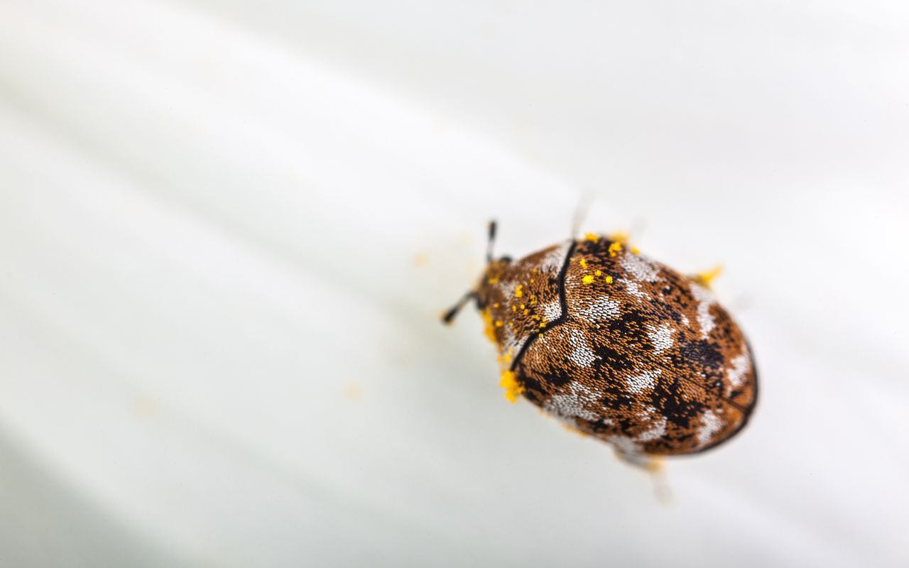 getting-rid-of-carpet-beetles-carpet-pests-and-bugs-Appleby