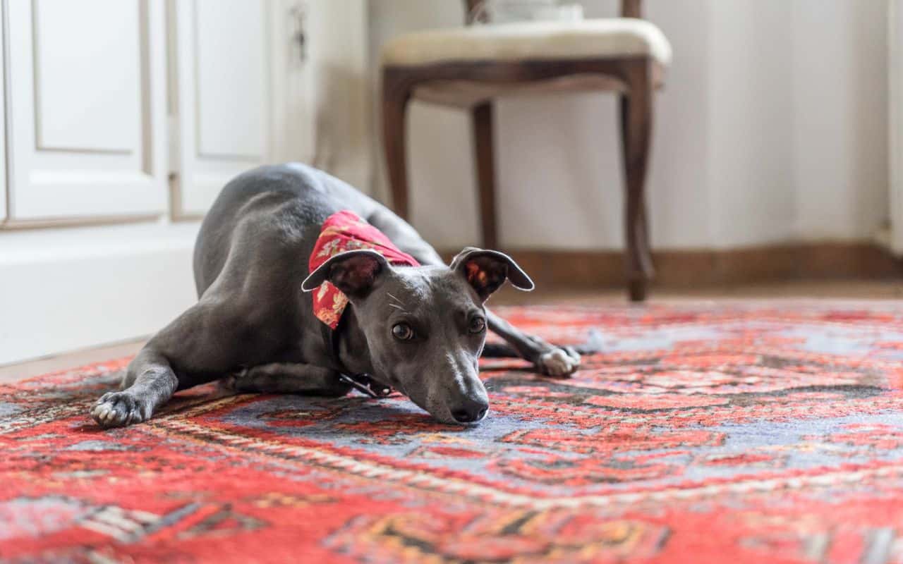 keep-pets-off-oriental-rugs-how-to-extend-the-life-of-your-oriental-and-area-rugs