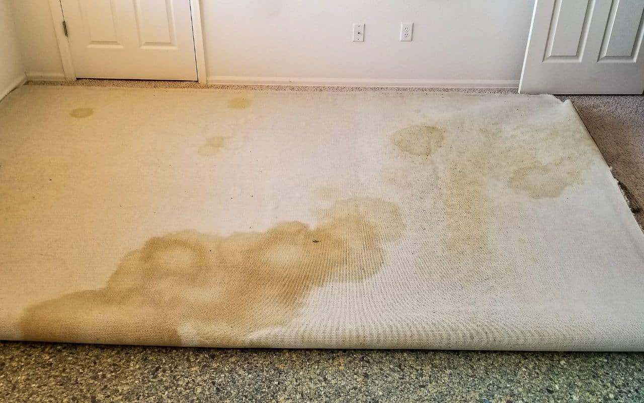 How Do You Get Rid Of Musty Carpet Smell at Eric Ervin blog